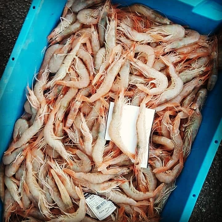 Camarones frescos almacenados en una caja azul, listos para la venta.